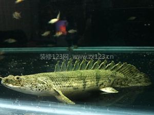 恐龍魚