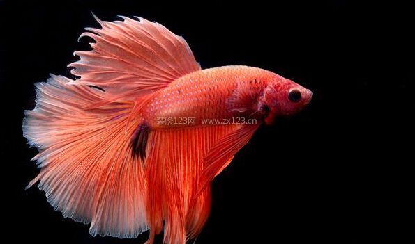 泰國(guó)斗魚的風(fēng)水學(xué)應(yīng)用