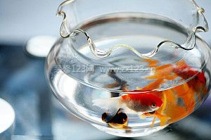 魚缸
