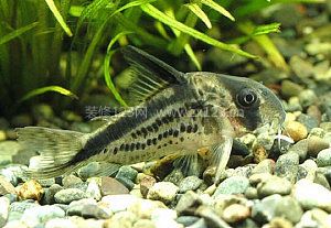 鼠魚