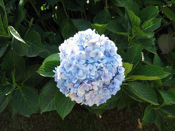 繡球花養(yǎng)殖方法