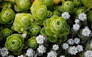 蓮花掌
