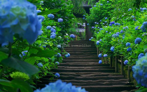 繡球花家居風(fēng)水應(yīng)用