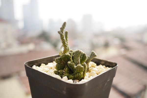 若綠在家居中的作用