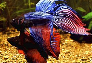 泰國(guó)斗魚