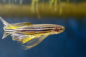 斑馬魚(yú)