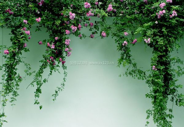 薔薇的風水學應(yīng)用