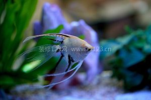 燕魚