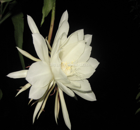 曇花的風(fēng)水學(xué)應(yīng)用