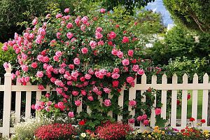 薔薇
