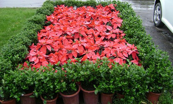 一品紅的養(yǎng)殖方法