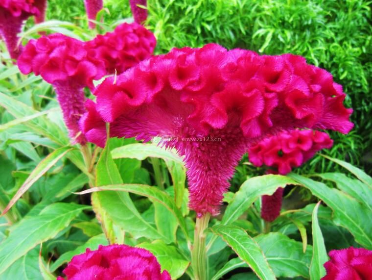 雞冠花 