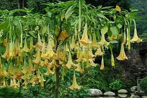 曼陀羅花