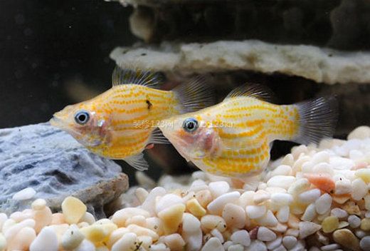 瑪麗魚