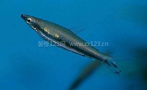 鉛筆魚