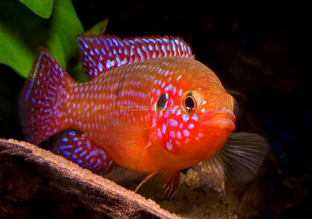 寶石魚怎么樣
