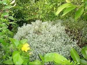 芙蓉菊