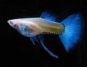 孔雀魚