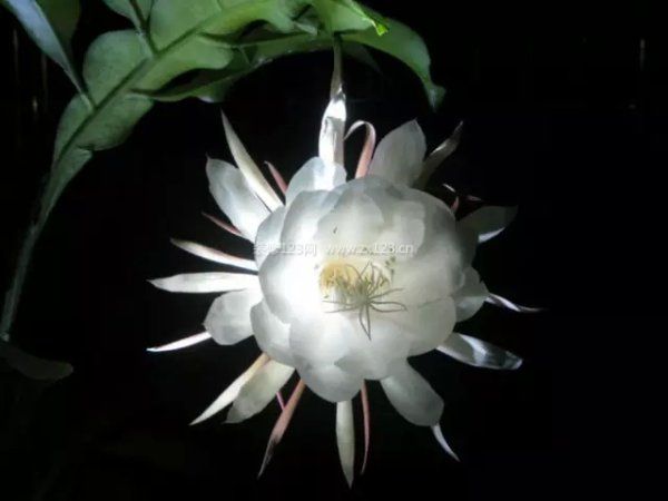 曇花圖片