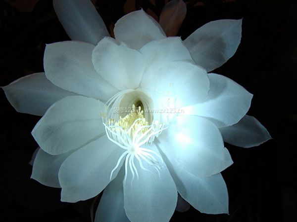 曇花圖片