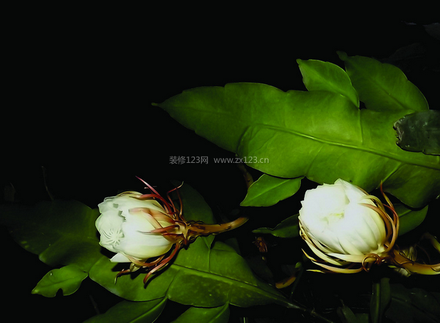 曇花的介紹