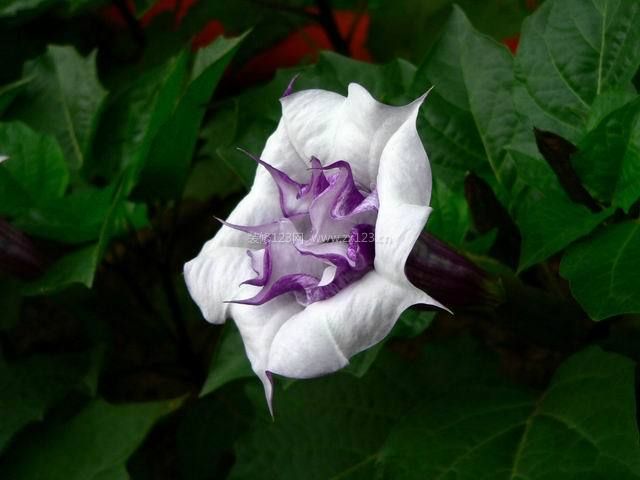 曼陀羅花的風(fēng)水學(xué)應(yīng)用