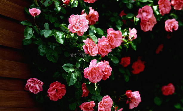 薔薇的介紹