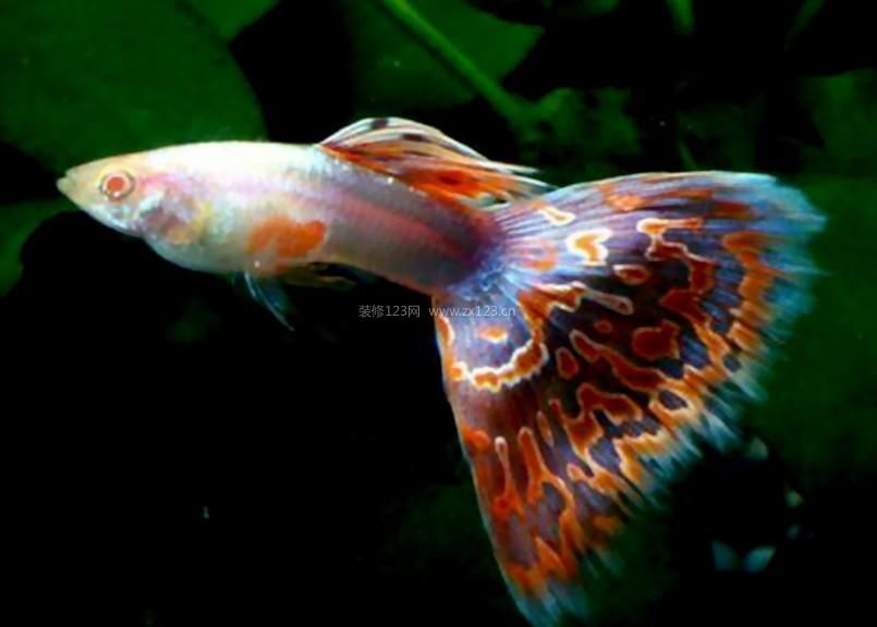 孔雀魚