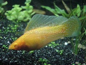 瑪麗魚