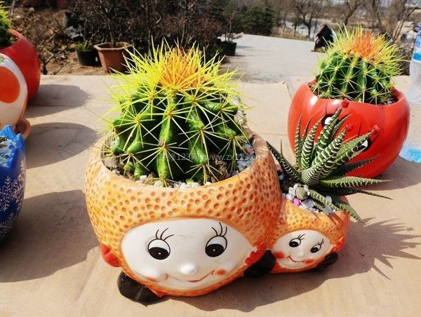 仙人球 
