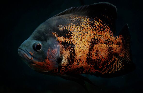 地圖魚的風水學應用