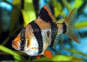 虎皮魚