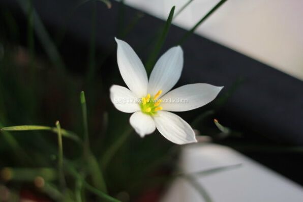 水仙花對(duì)家居環(huán)境的影響