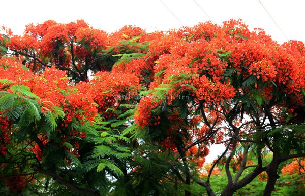 鳳凰花的由來(lái)