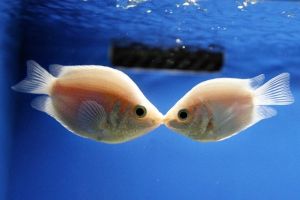 玻璃燈魚(yú)