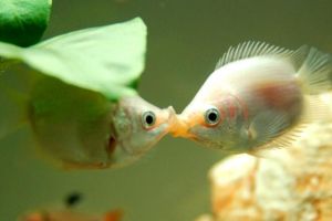 玻璃燈魚(yú)