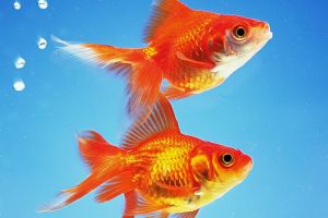 金魚怎么養(yǎng)
