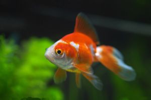 金魚怎么養(yǎng)