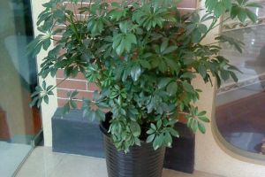 木根茶具