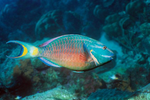 家居適合養(yǎng)什么魚(yú)