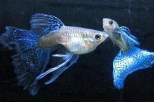 玻璃燈魚(yú)