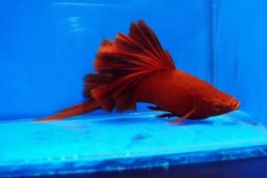 紅色