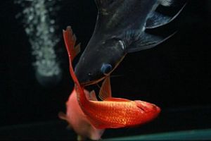 九魚圖玄關(guān)的寓意