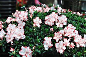 杜鵑花放臥室好嗎