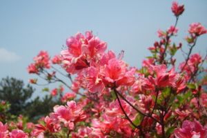 杜鵑花放臥室好嗎