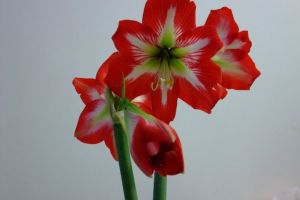 紅色