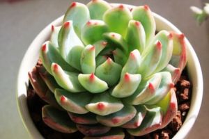 海蓮裝飾