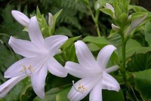 海淀區(qū)蓮花小區(qū)