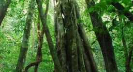 林海巨人——望天树