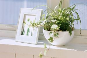 家居环境中最适合放置的几种类型植物